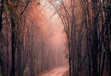 欧博官网:报名截止!中国女排主教练剩官宣,赵勇呼声高,匡奇让人失望.